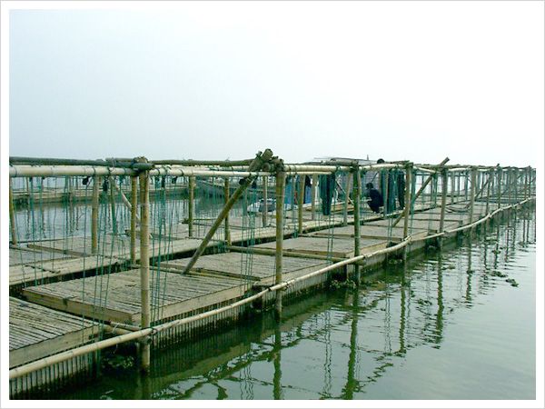 養殖基地